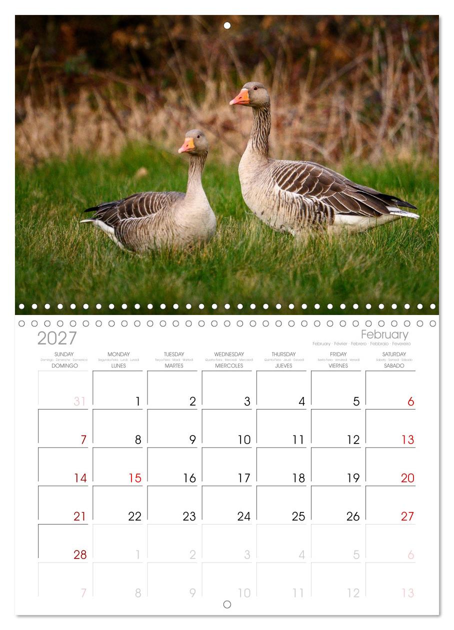 Gans schön wild