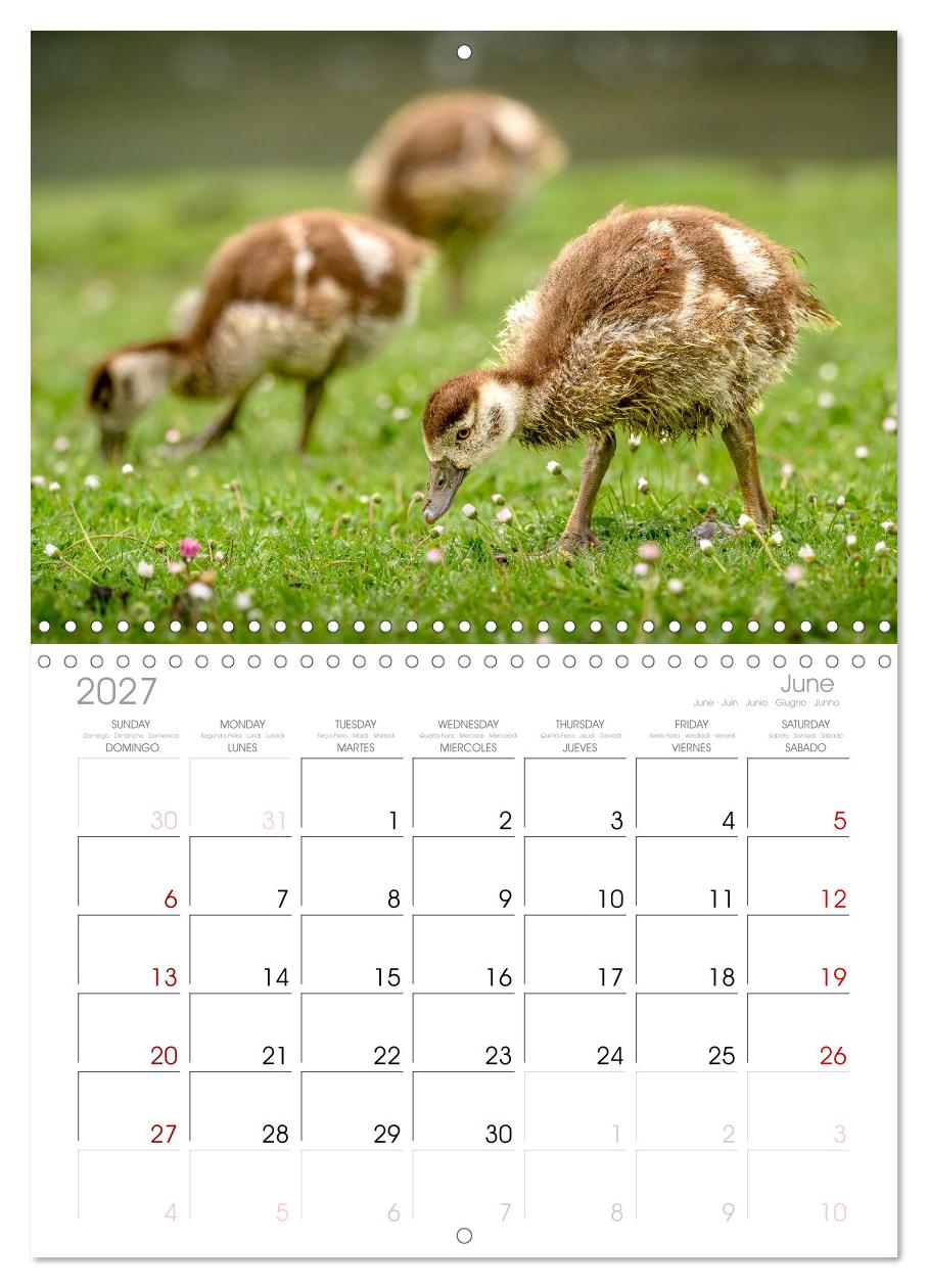 Gans schön wild