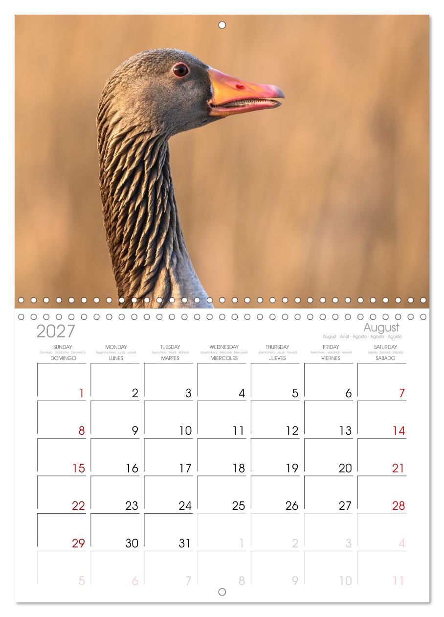 Gans schön wild