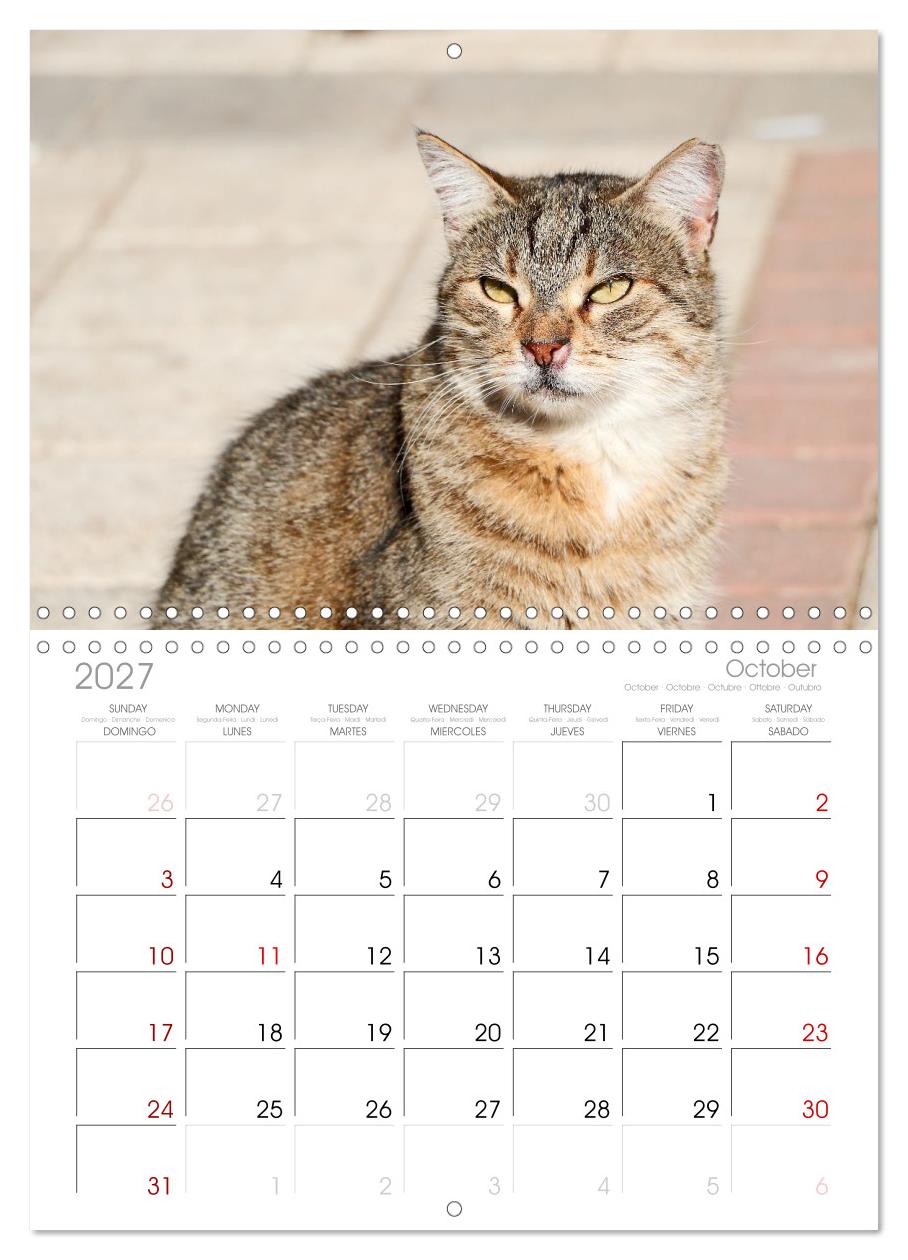 Die Izmir Katzen