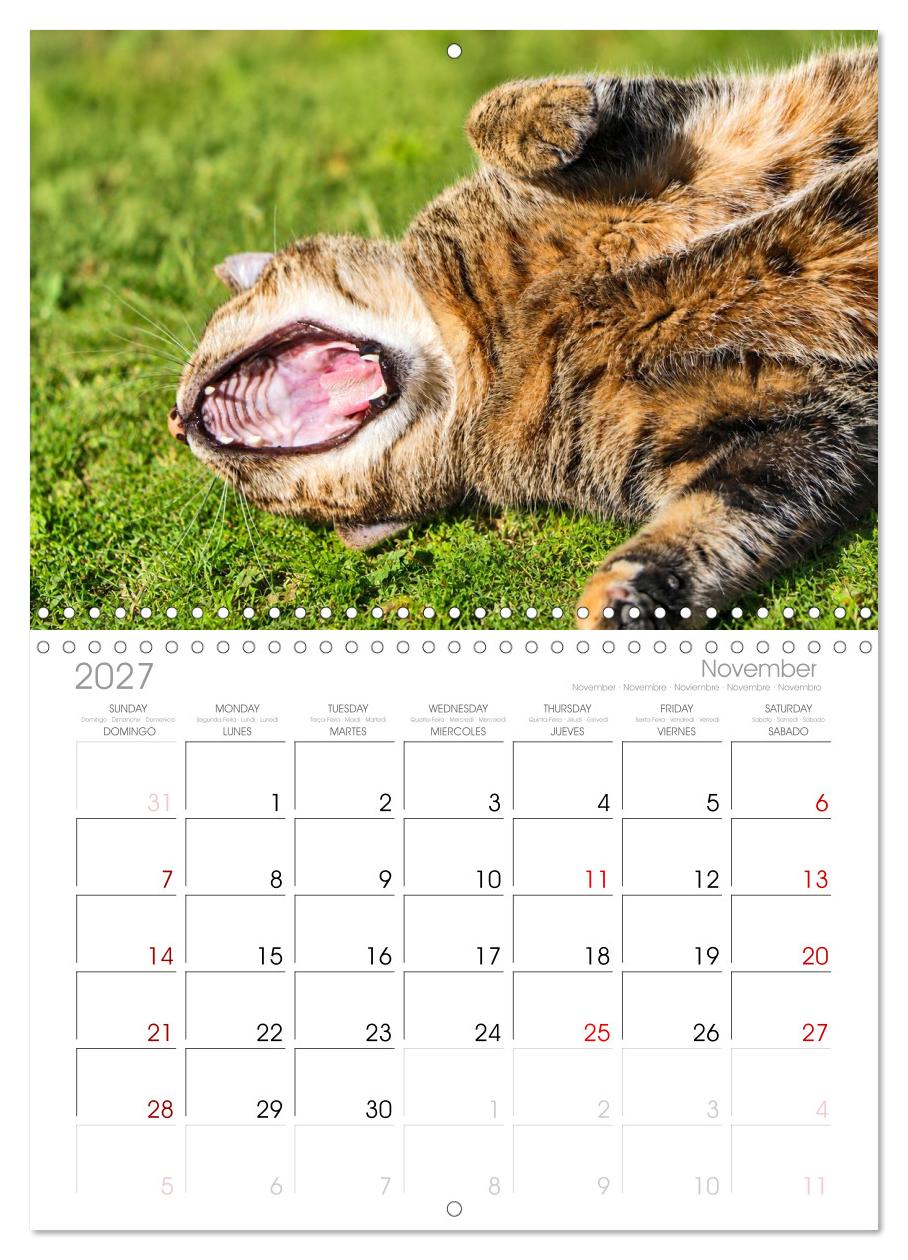 Die Izmir Katzen