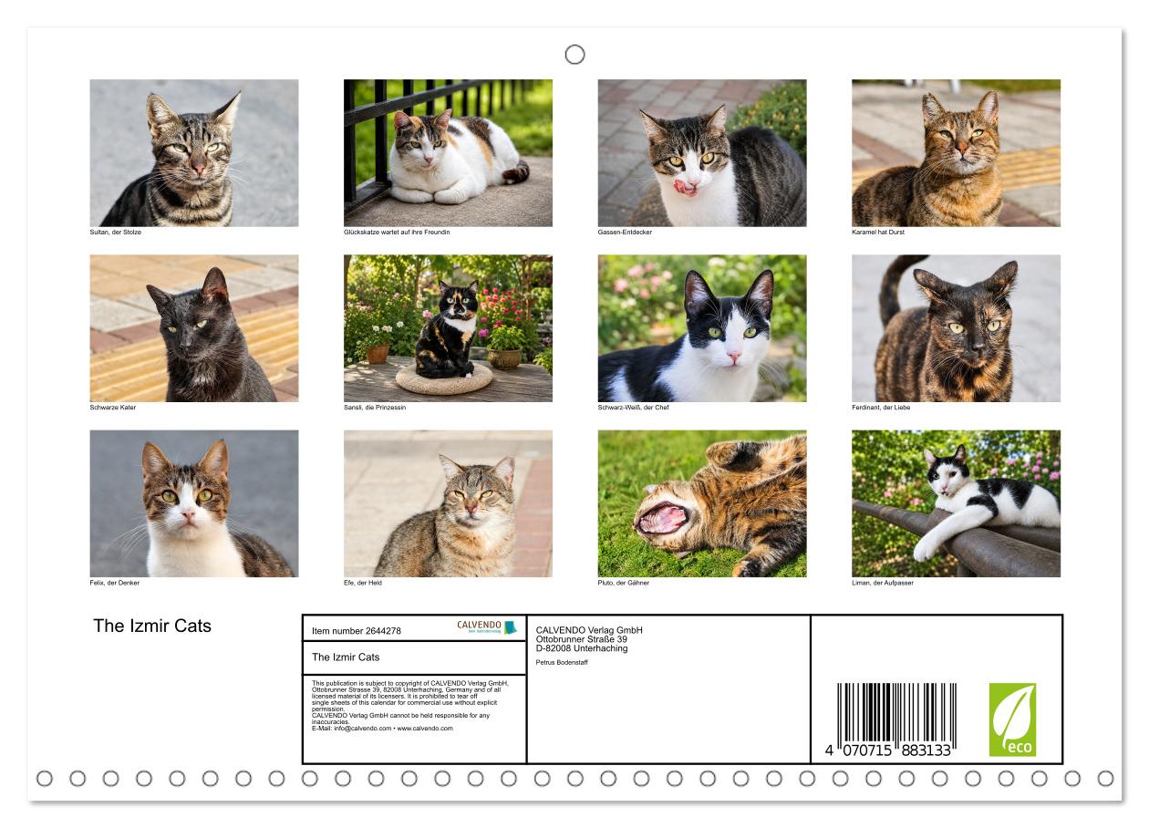 Die Izmir Katzen