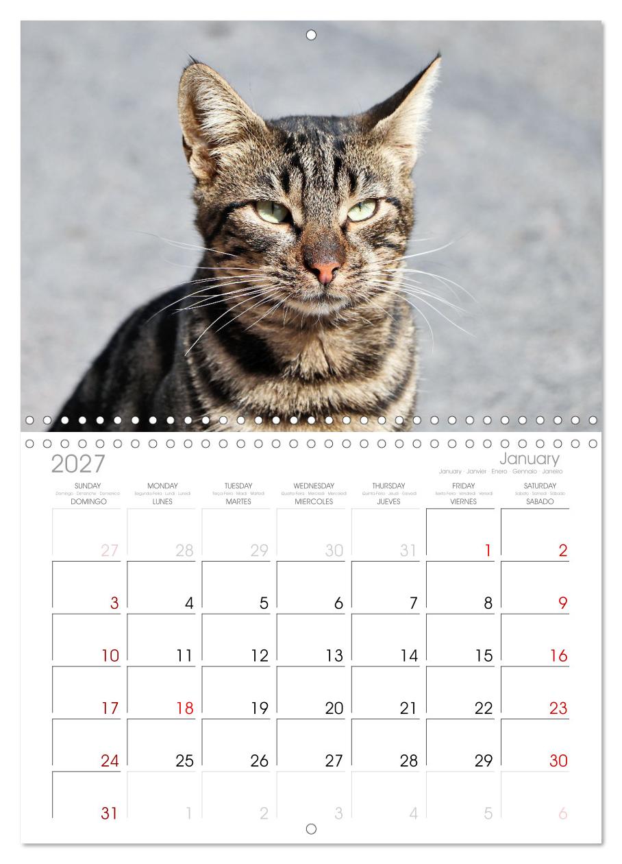 Die Izmir Katzen