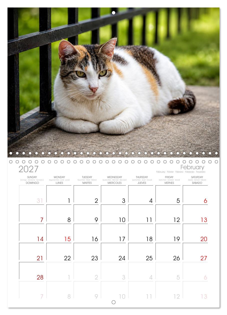 Die Izmir Katzen