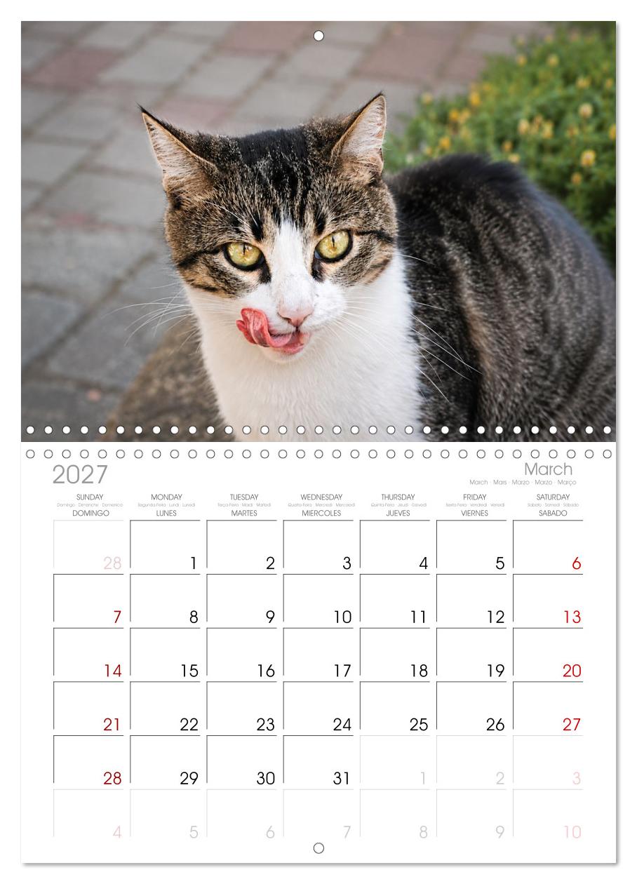 Die Izmir Katzen