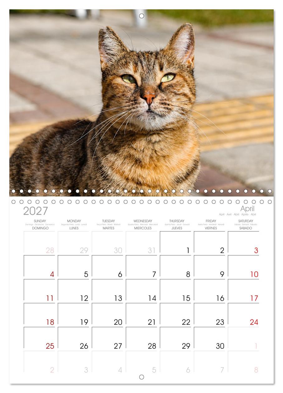 Die Izmir Katzen