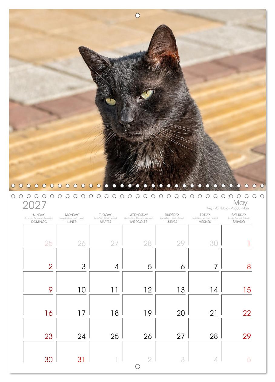 Die Izmir Katzen