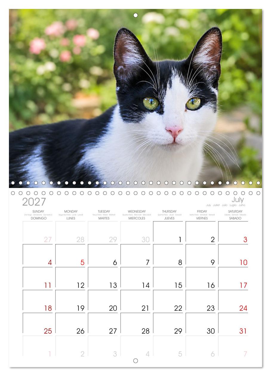 Die Izmir Katzen