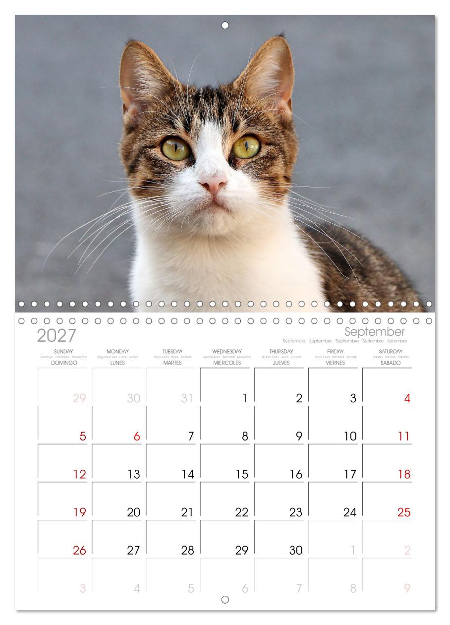 Die Izmir Katzen