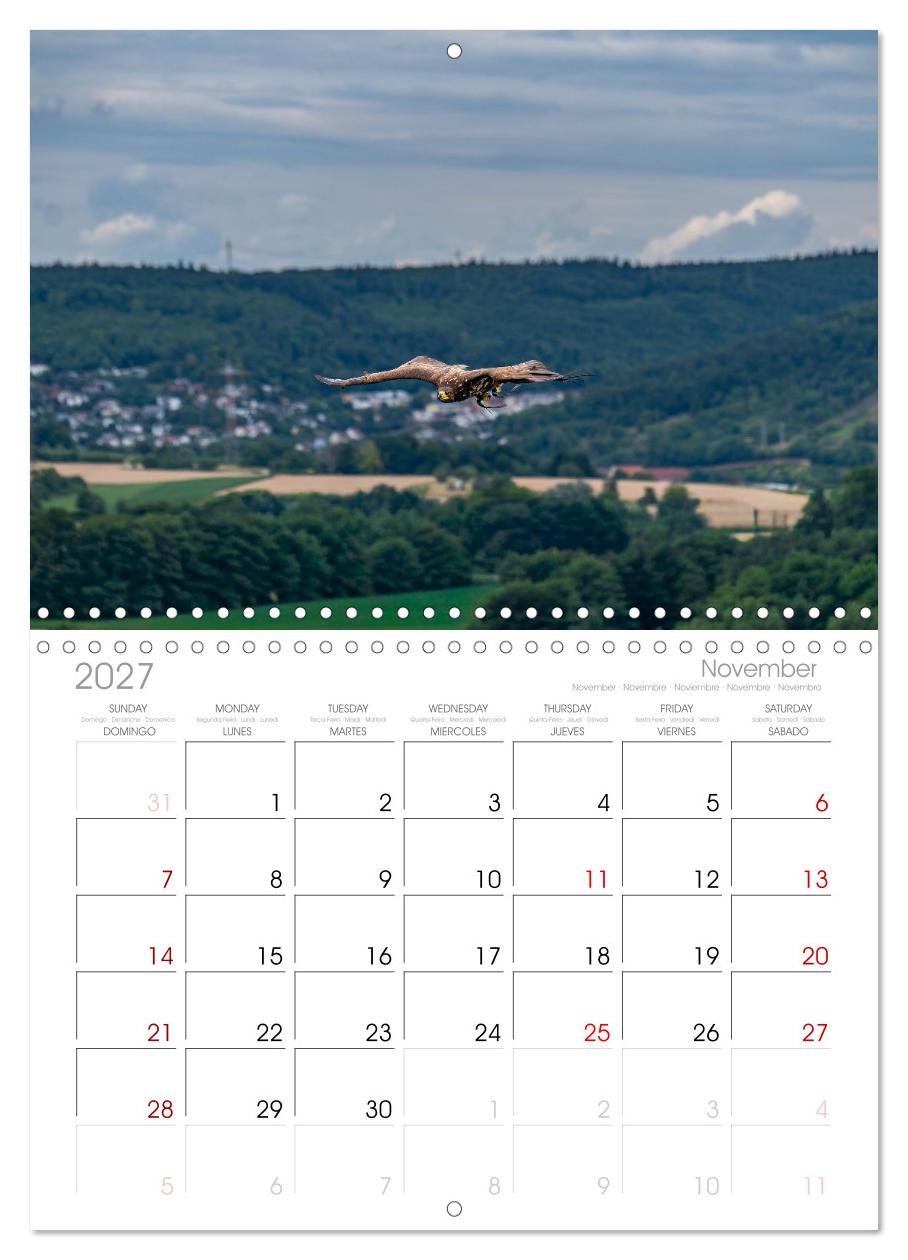 Greifvögel in Aktion - Dynamische Flugbilder und Porträts