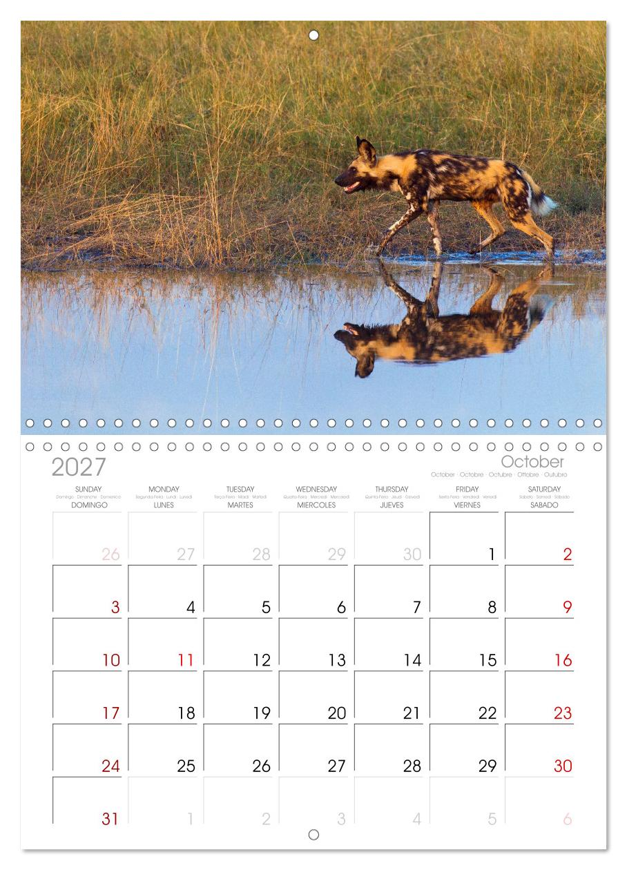 Afrika Wildlife-Fotografien