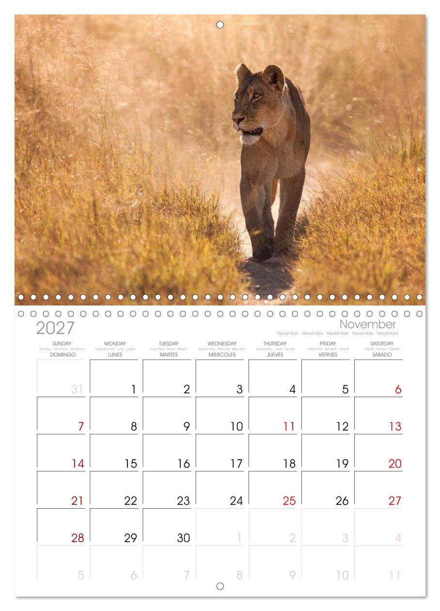 Afrika Wildlife-Fotografien