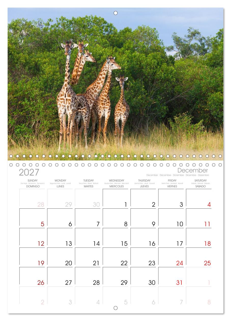 Afrika Wildlife-Fotografien