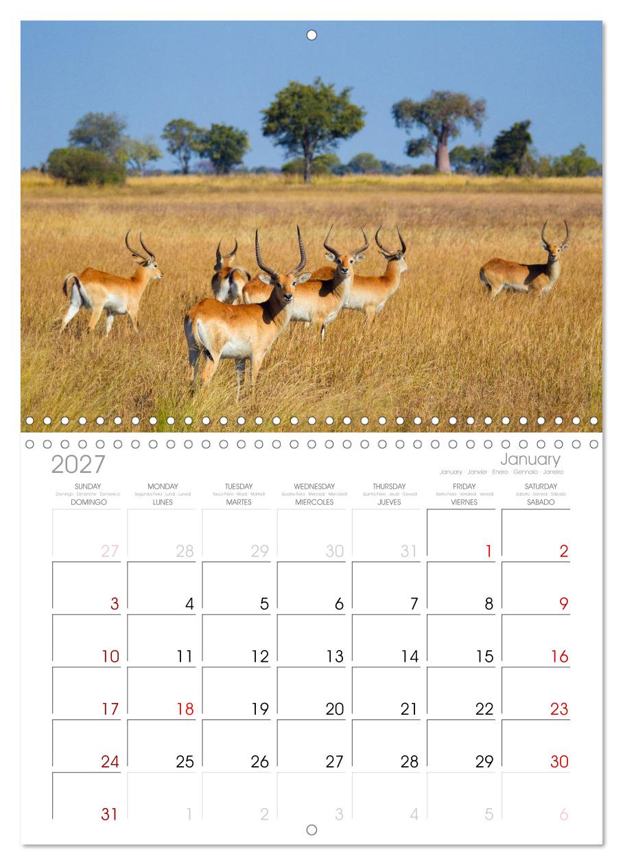 Afrika Wildlife-Fotografien