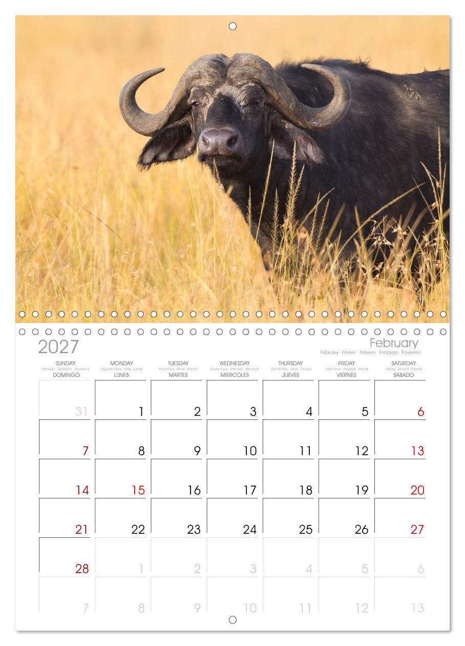 Afrika Wildlife-Fotografien