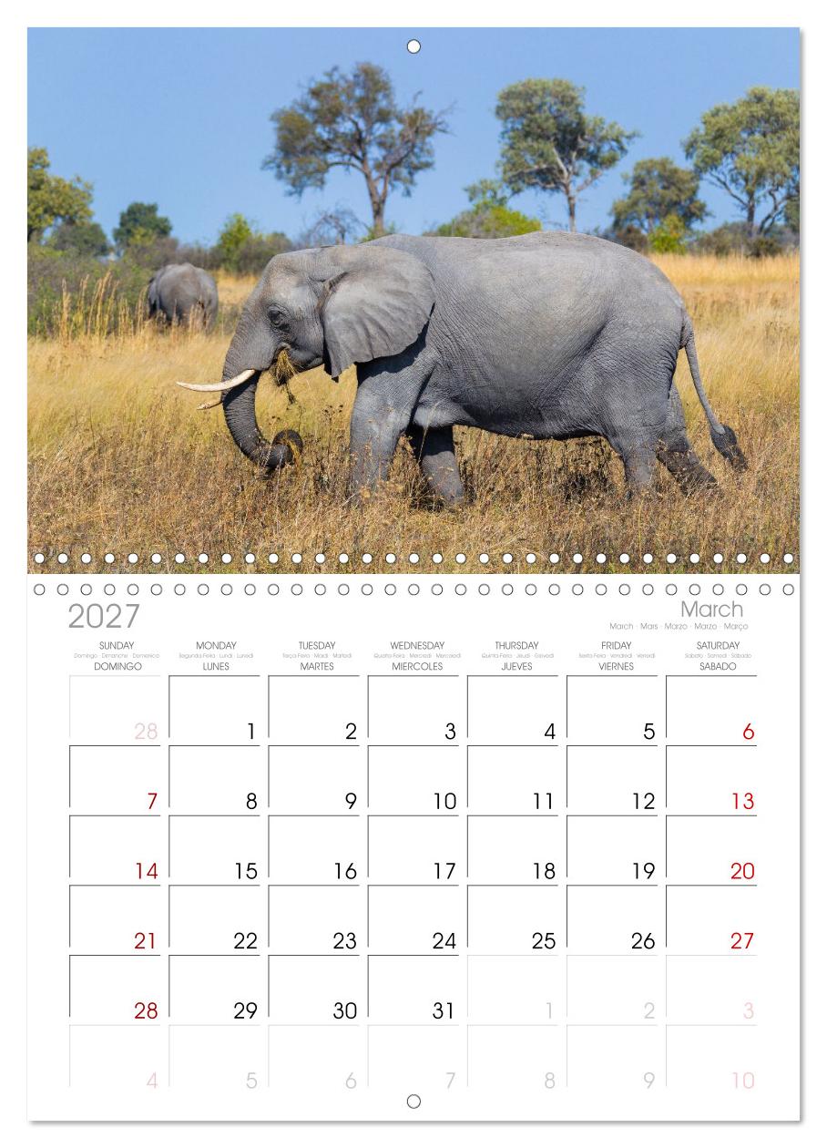 Afrika Wildlife-Fotografien
