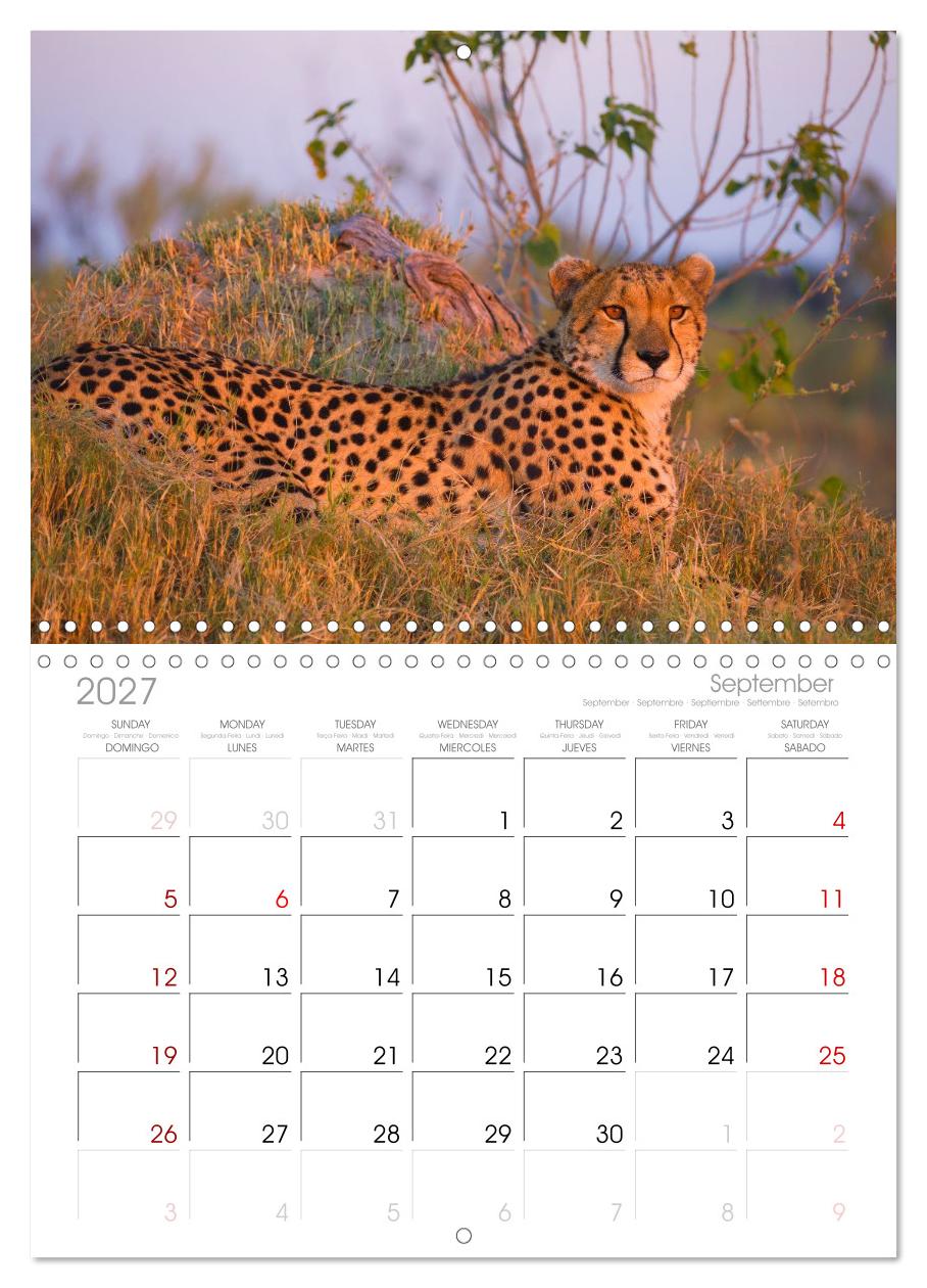 Afrika Wildlife-Fotografien