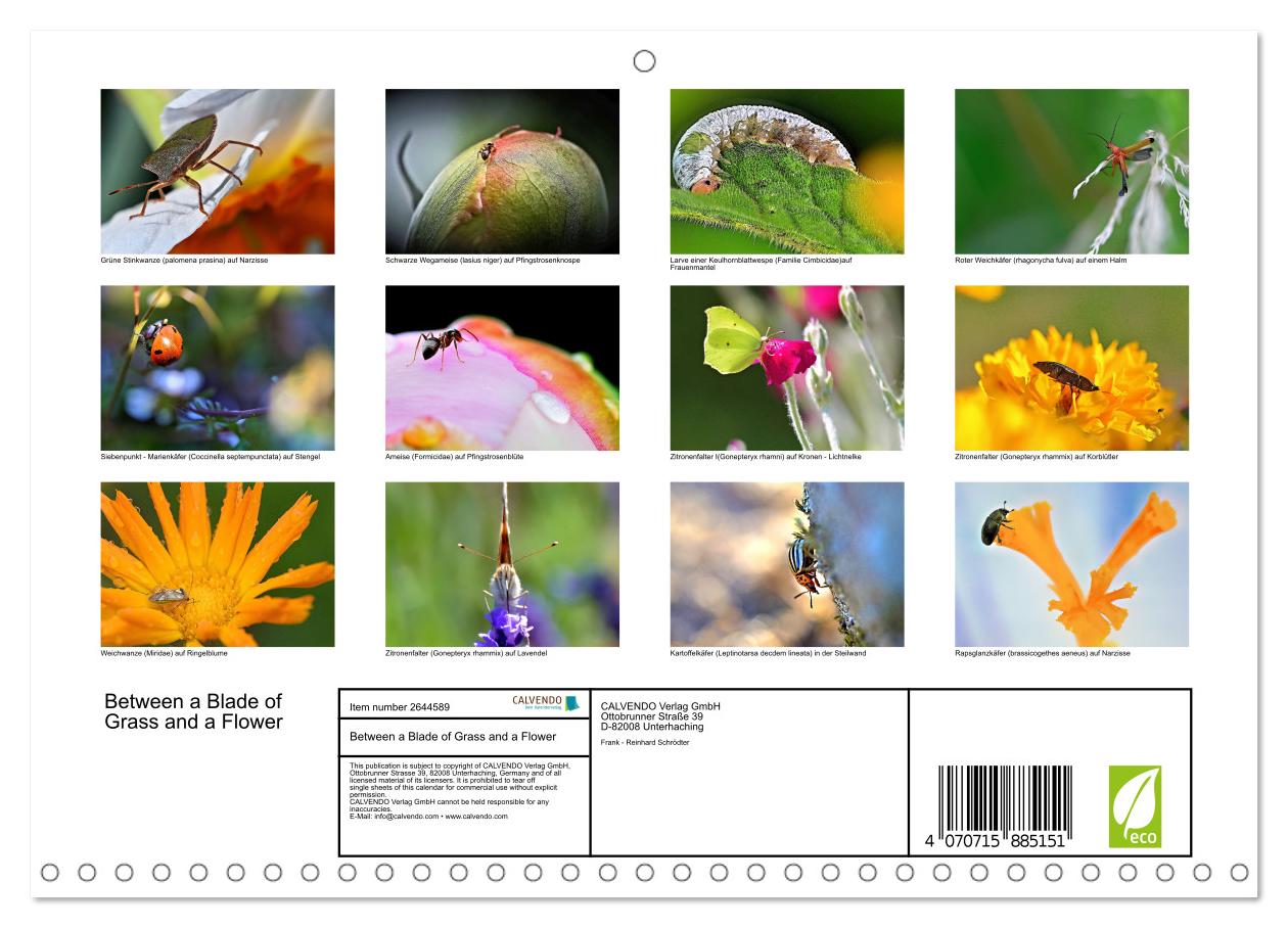 Zwischen Grashalm und Blüte