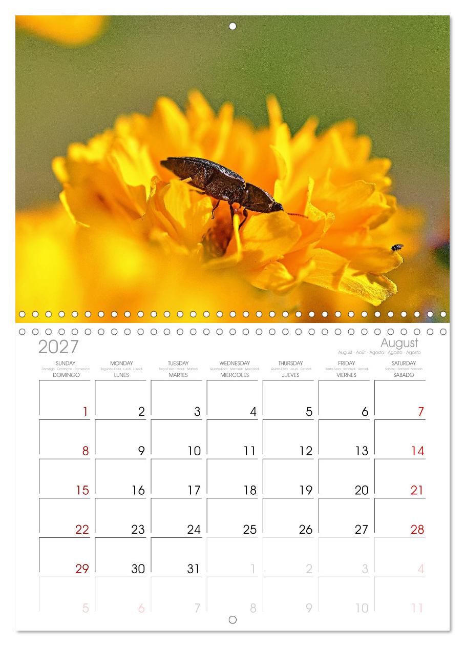 Zwischen Grashalm und Blüte