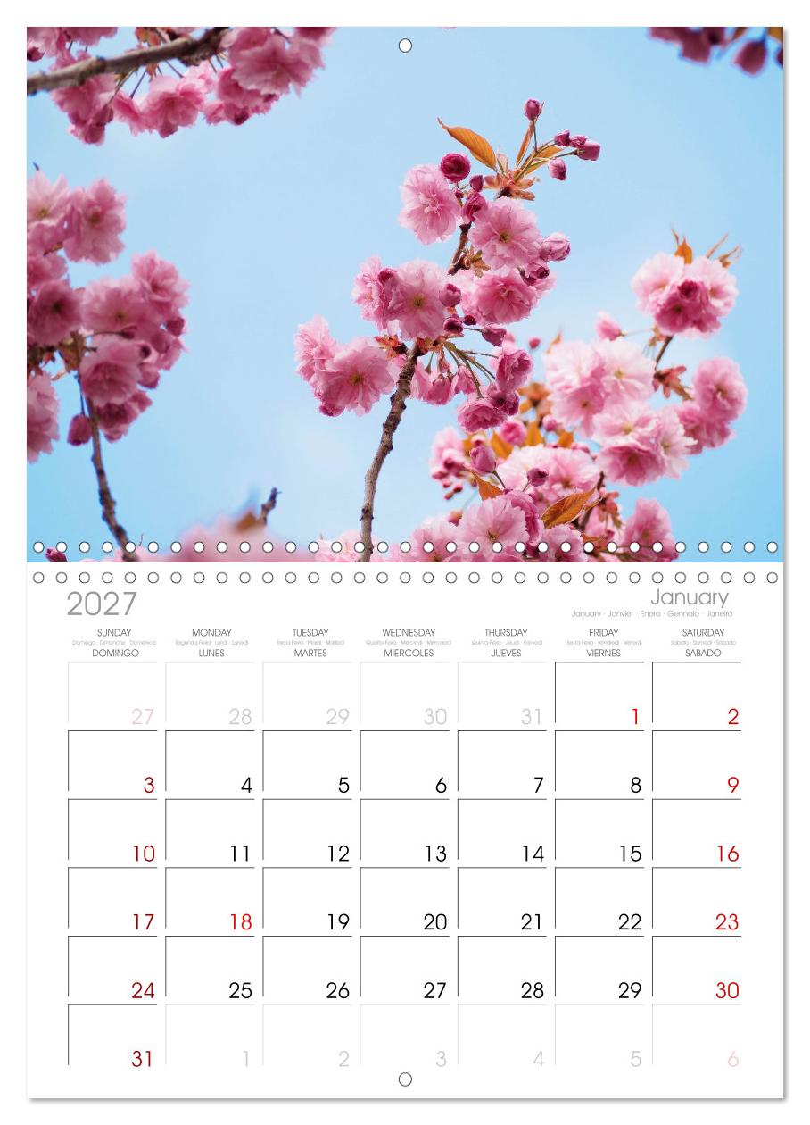 Japans wundervolle Kirschblüte
