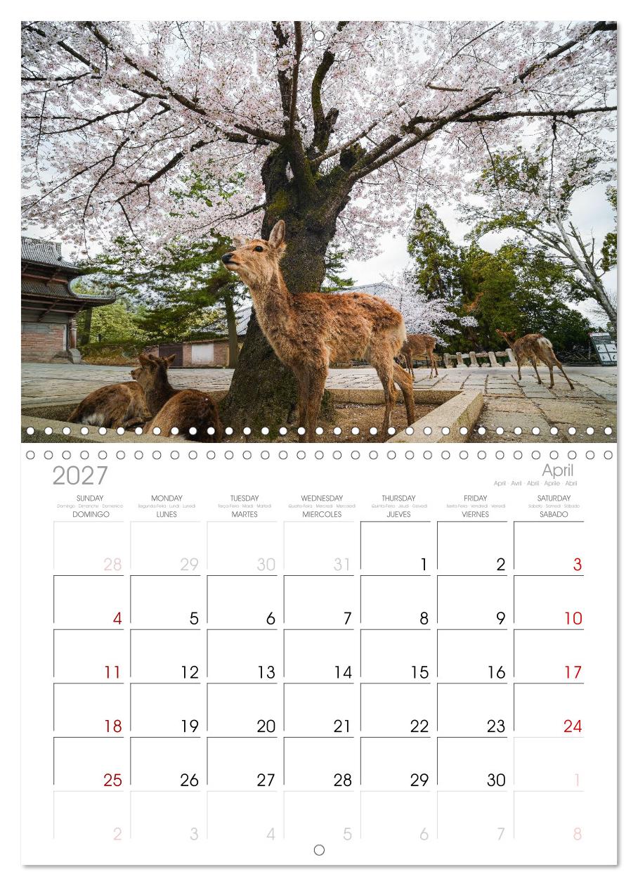 Japans wundervolle Kirschblüte