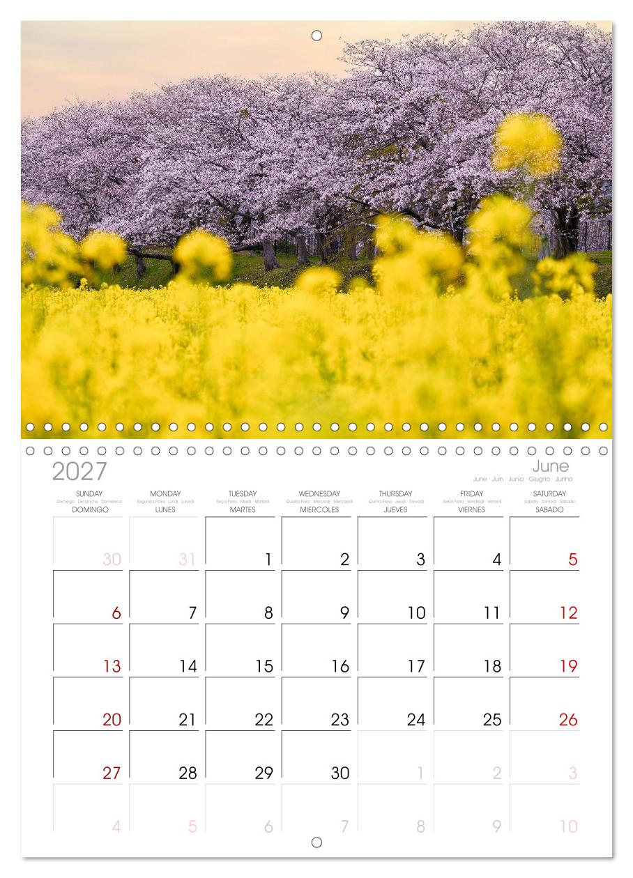 Japans wundervolle Kirschblüte
