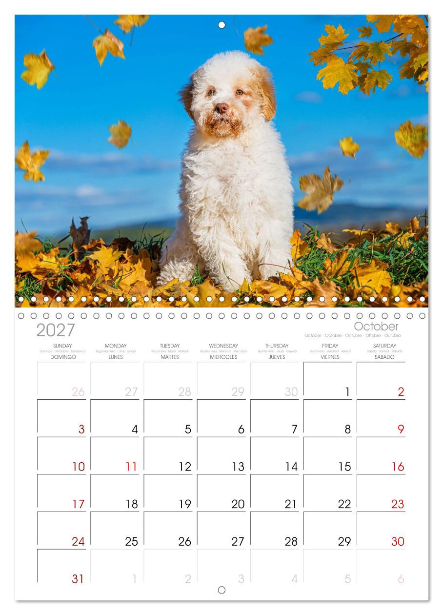 Lagotto Romagnolo - die Trüffelsucher Italiens