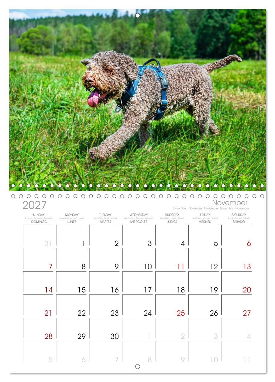 Lagotto Romagnolo - die Trüffelsucher Italiens