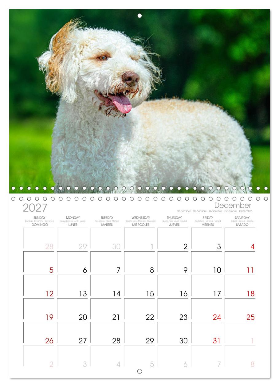Lagotto Romagnolo - die Trüffelsucher Italiens
