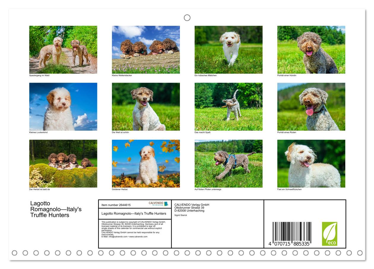Lagotto Romagnolo - die Trüffelsucher Italiens