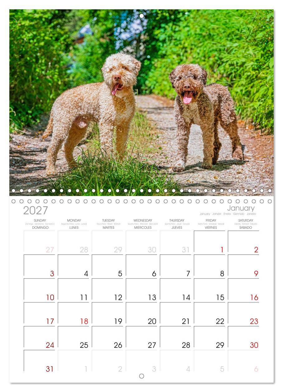Lagotto Romagnolo - die Trüffelsucher Italiens