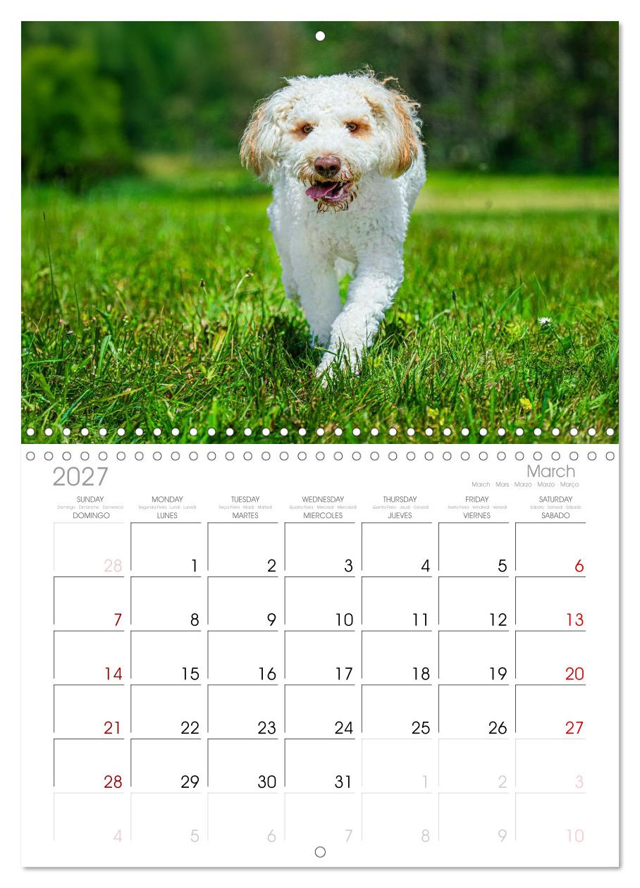 Lagotto Romagnolo - die Trüffelsucher Italiens