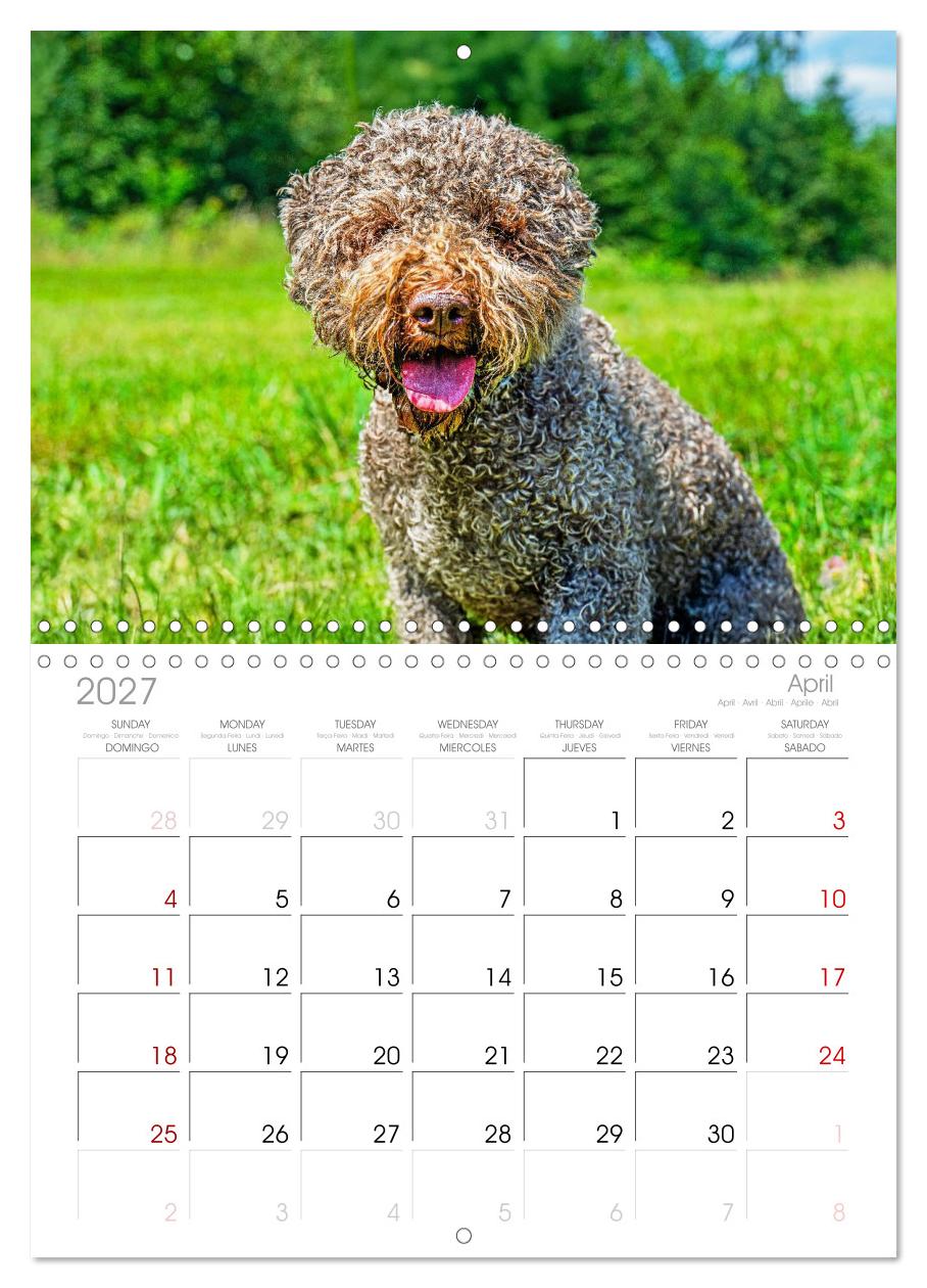 Lagotto Romagnolo - die Trüffelsucher Italiens