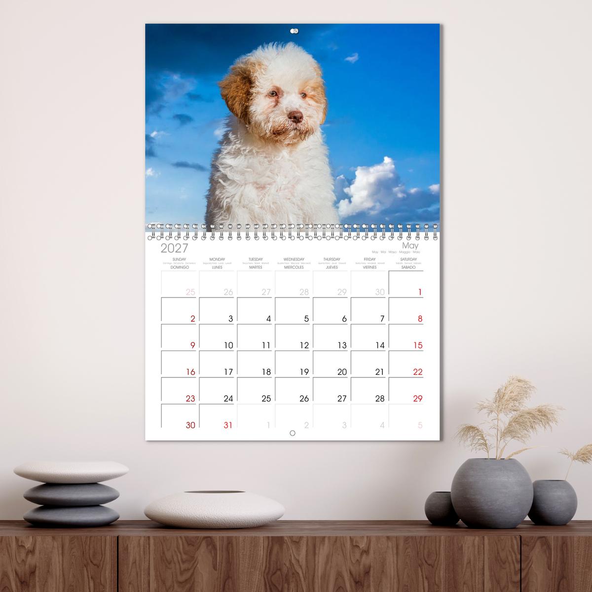 Lagotto Romagnolo - die Trüffelsucher Italiens