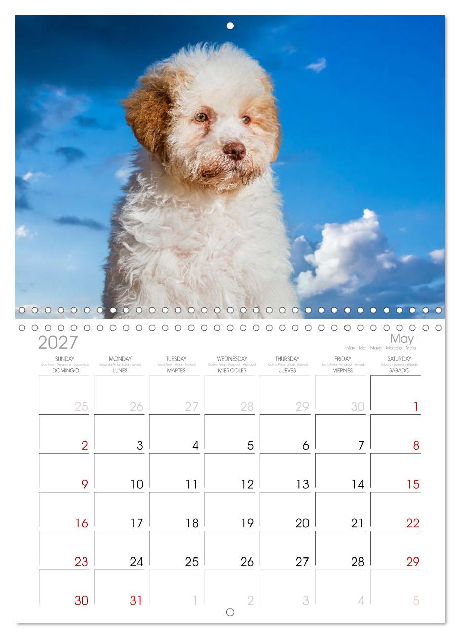 Lagotto Romagnolo - die Trüffelsucher Italiens