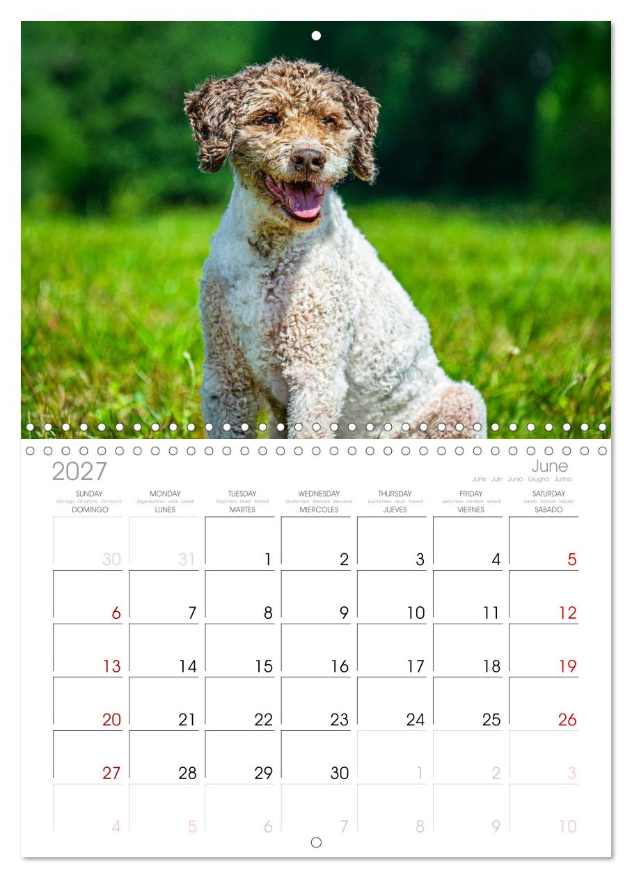 Lagotto Romagnolo - die Trüffelsucher Italiens