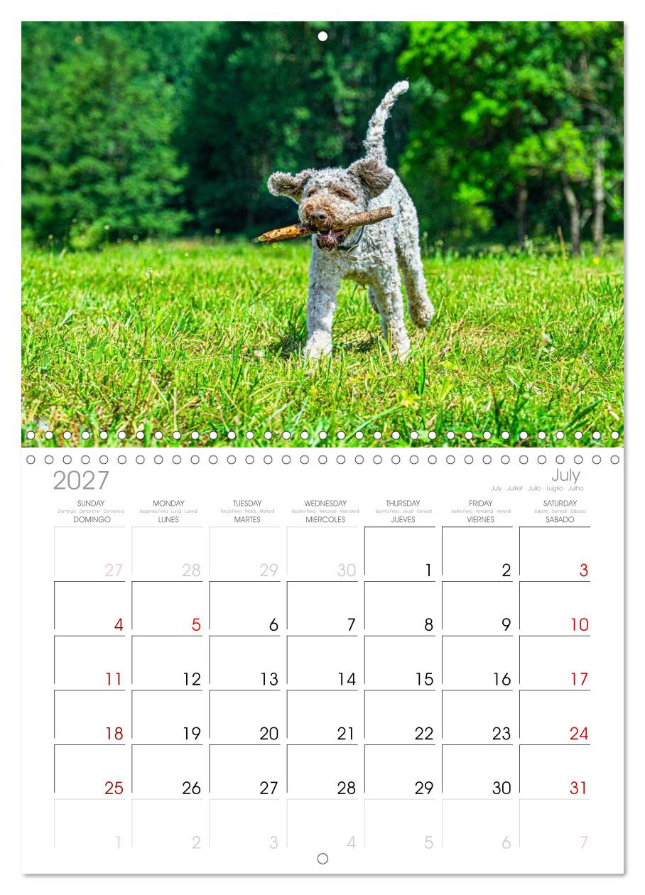 Lagotto Romagnolo - die Trüffelsucher Italiens