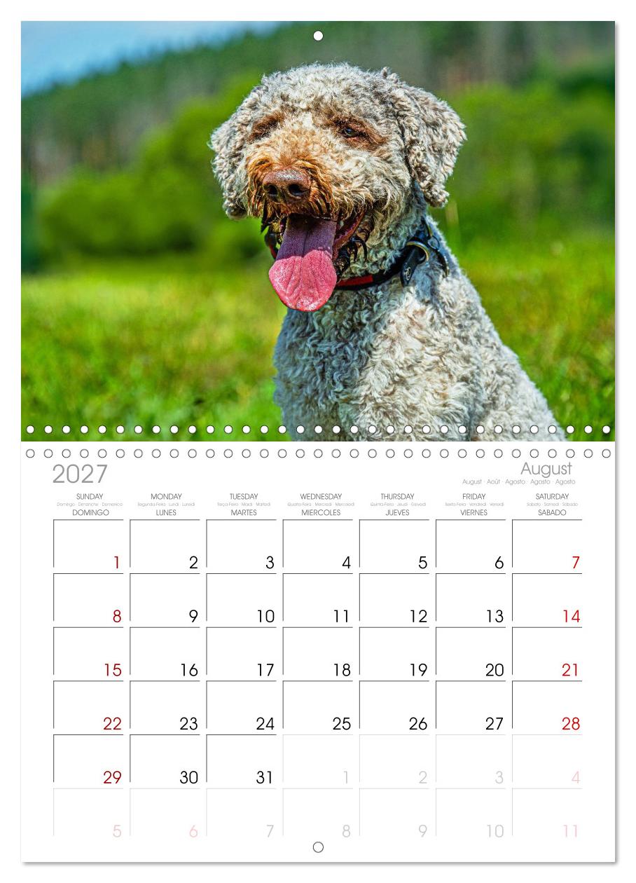 Lagotto Romagnolo - die Trüffelsucher Italiens