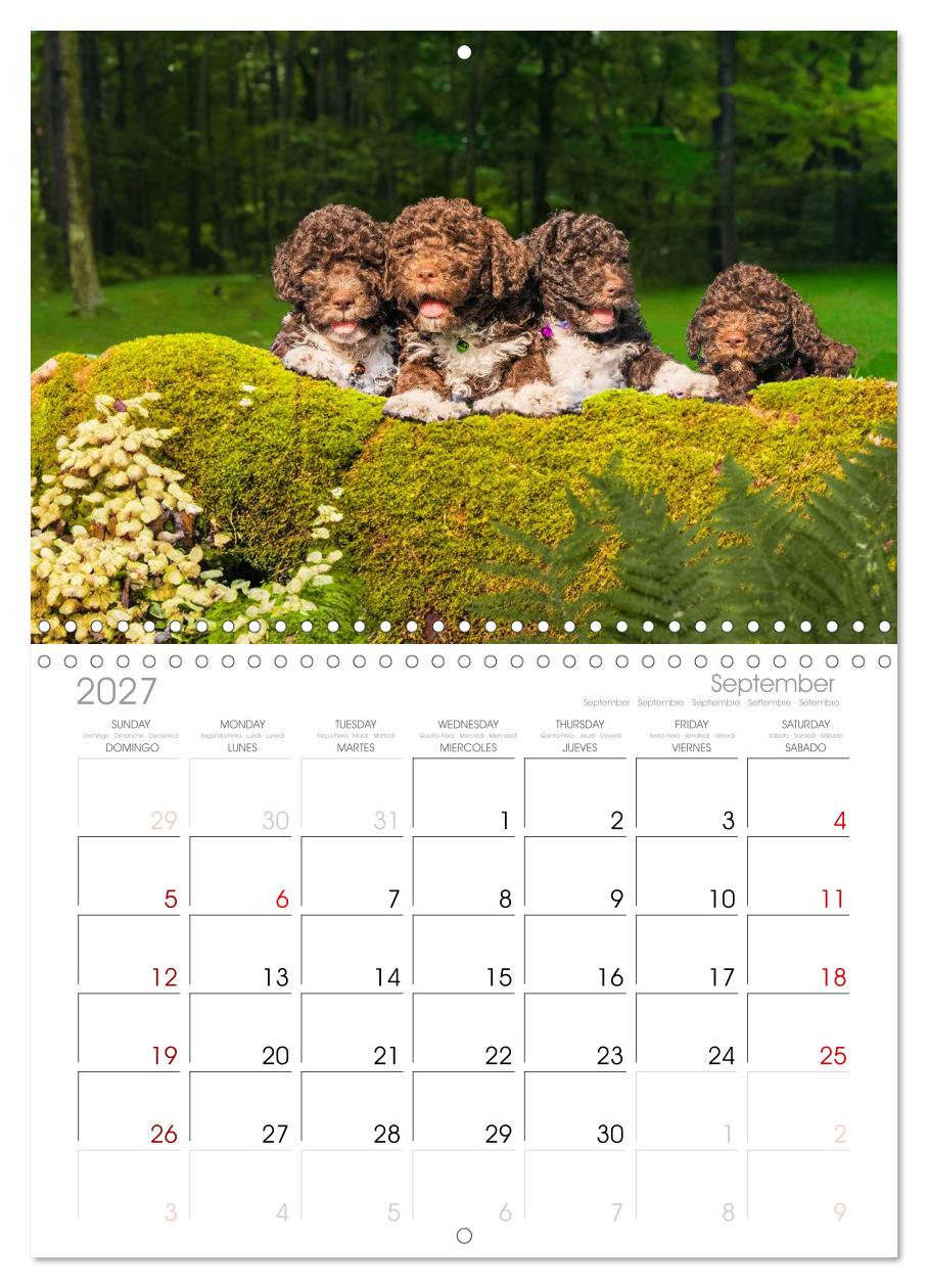 Lagotto Romagnolo - die Trüffelsucher Italiens