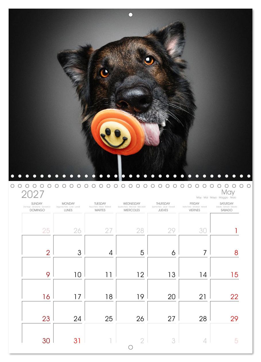 Hunde im Naschparadies ... wo jeder Monat zum Anbeißen ist
