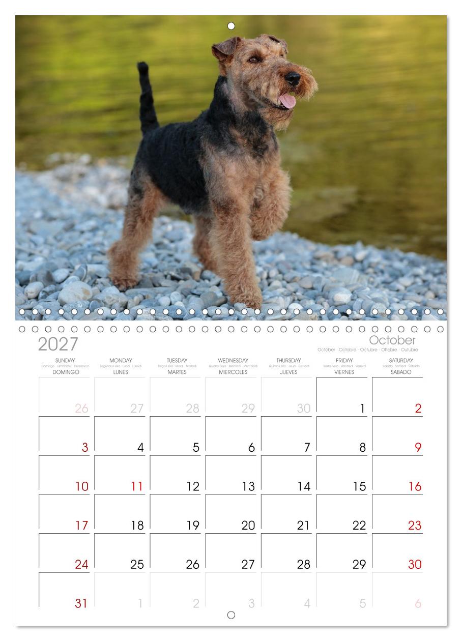 Welsh Terrier - treue Gefährten und vielseitige Jäger