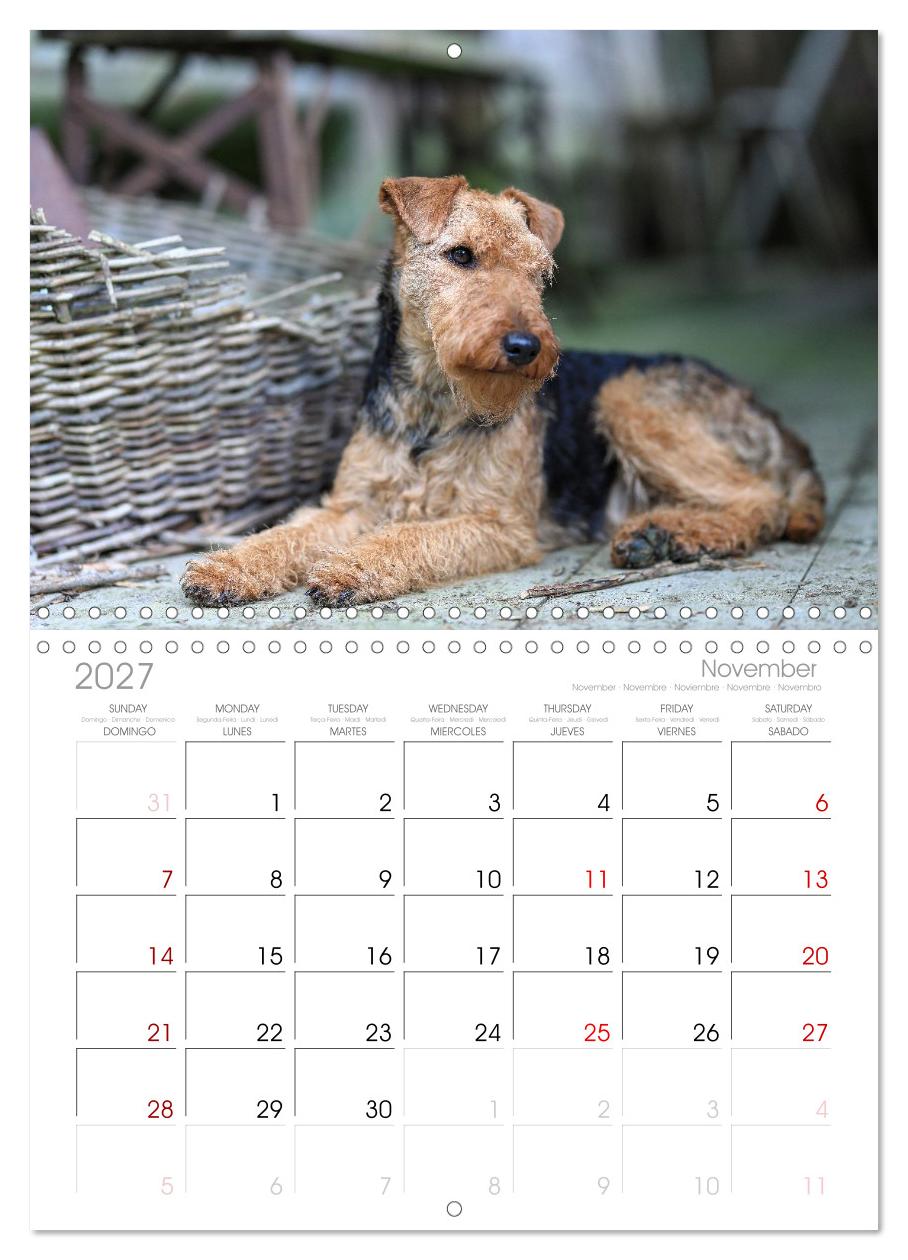 Welsh Terrier - treue Gefährten und vielseitige Jäger