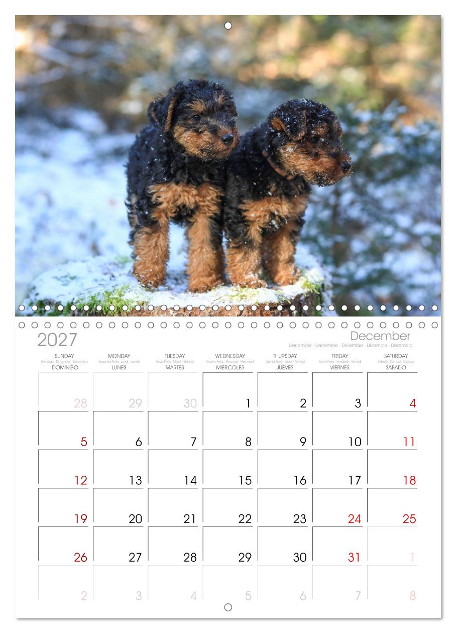 Welsh Terrier - treue Gefährten und vielseitige Jäger