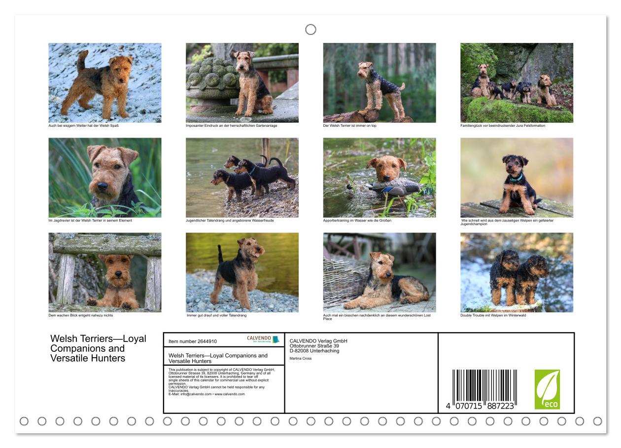 Welsh Terrier - treue Gefährten und vielseitige Jäger
