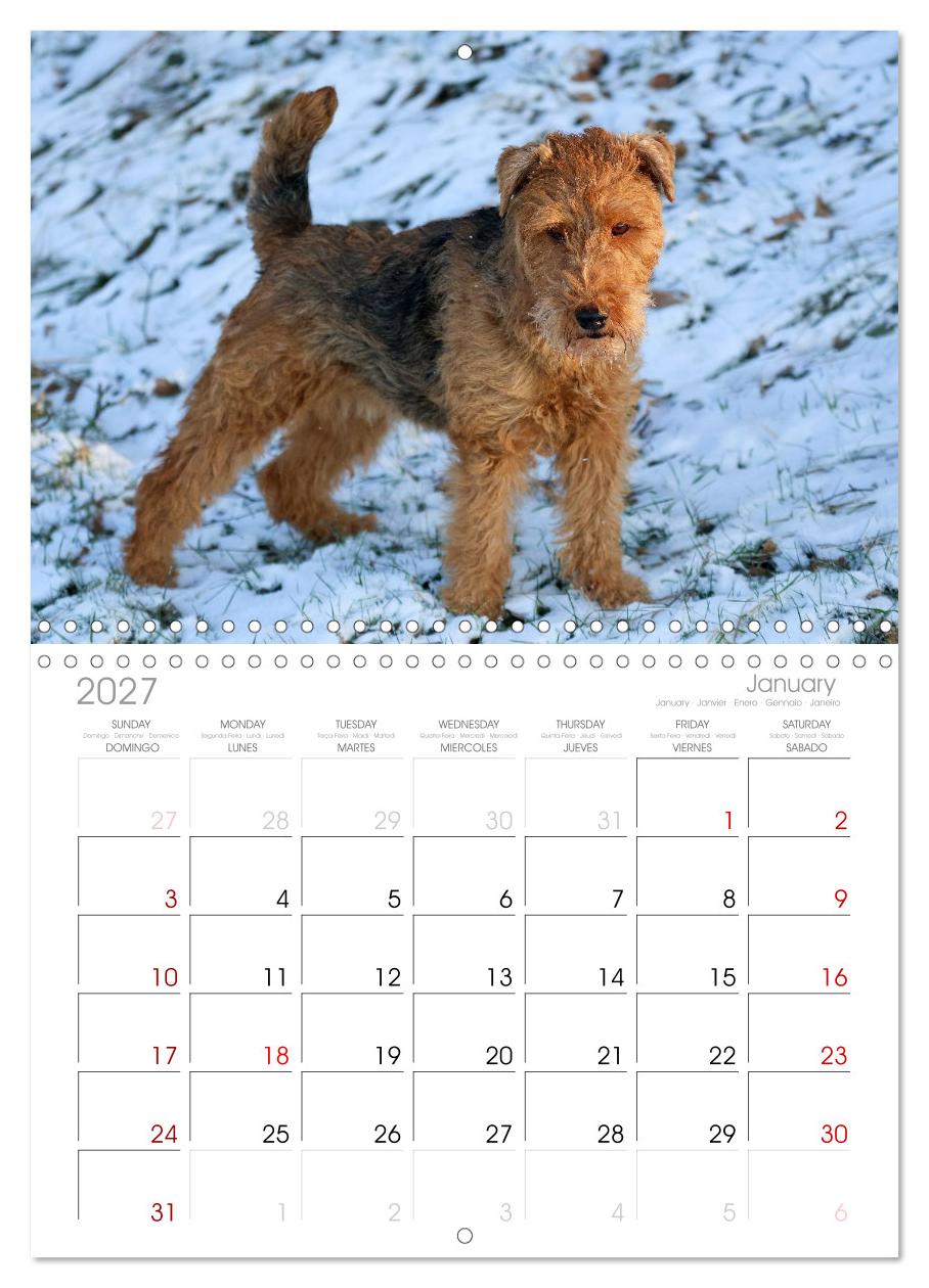 Welsh Terrier - treue Gefährten und vielseitige Jäger