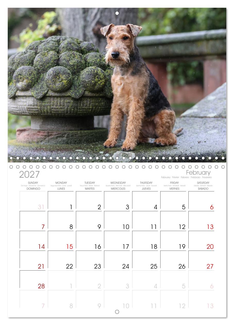 Welsh Terrier - treue Gefährten und vielseitige Jäger