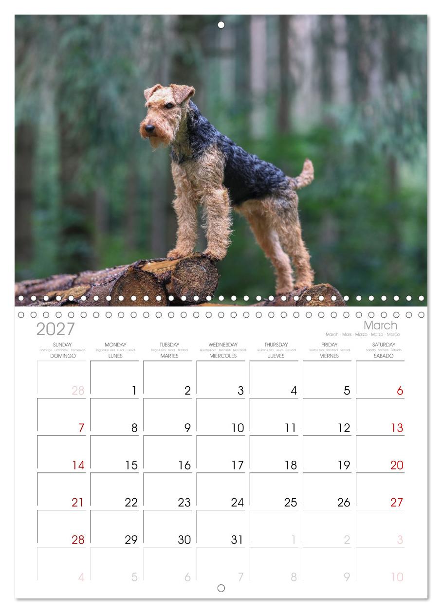 Welsh Terrier - treue Gefährten und vielseitige Jäger