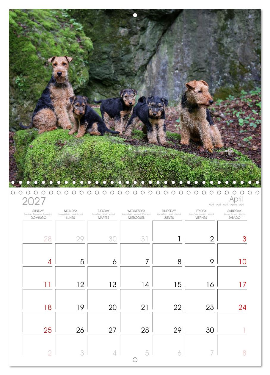 Welsh Terrier - treue Gefährten und vielseitige Jäger