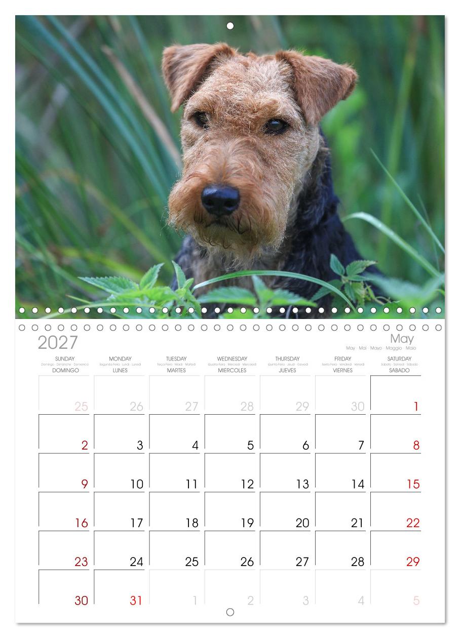 Welsh Terrier - treue Gefährten und vielseitige Jäger