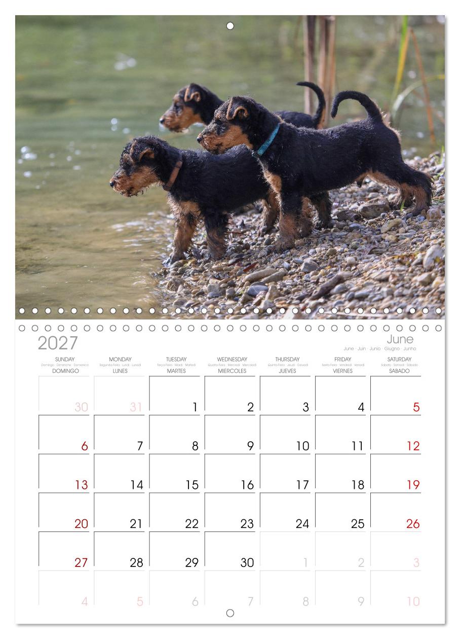 Welsh Terrier - treue Gefährten und vielseitige Jäger